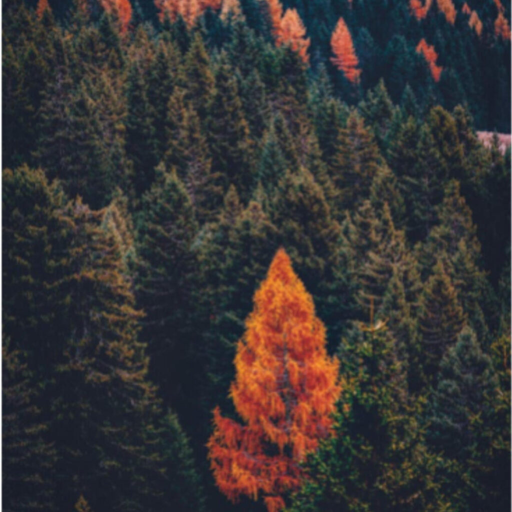 A mountainside of dark green, brown, and orange trees. One orange tree is separated from the other cluster of orange trees further up on the hill.